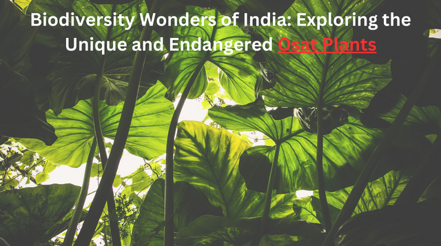 Osat Plants In India the Unique and Endangered: Biodiversity Wonders