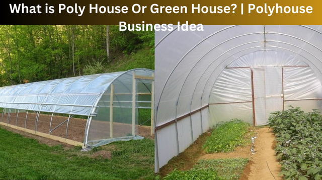 What is Poly House Or Green House? | Polyhouse Business Idea